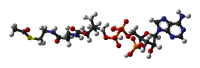 Acetyl-CoA-3D-balls.png