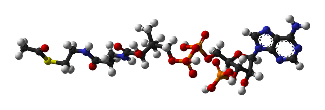 Slika:Acetyl-CoA-3D-balls.png