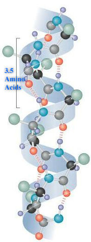 File:AlphaHelixProtein.jpg