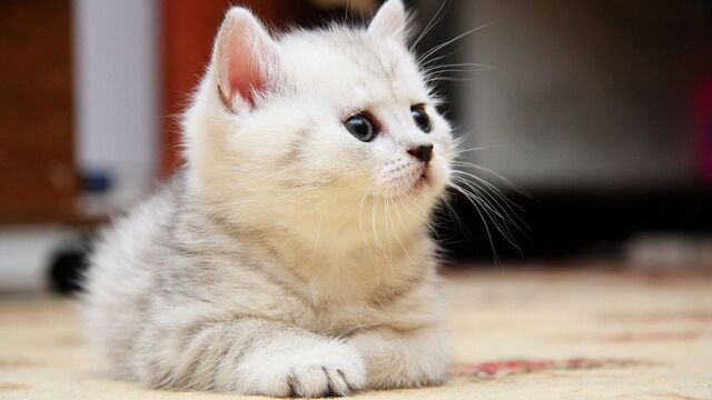File:1280 White Fluffy Kitten.jpg