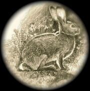 Laughlin Rabbit