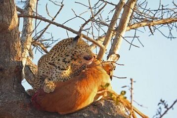 3295259-leopard-in-a-tree-with-kill-in-sabi-sands-reserve