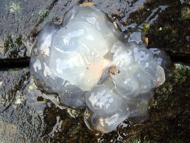 File:Jelly4.jpg