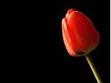 File:Tulip.jpg
