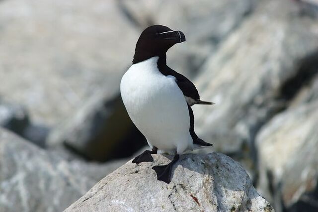 Fichier:Pingouin-torda.jpg