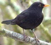 Variete merle noir male
