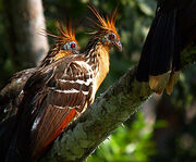 Hoatzin