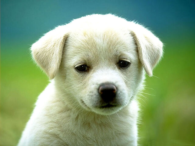 File:Cute-Dog.jpg
