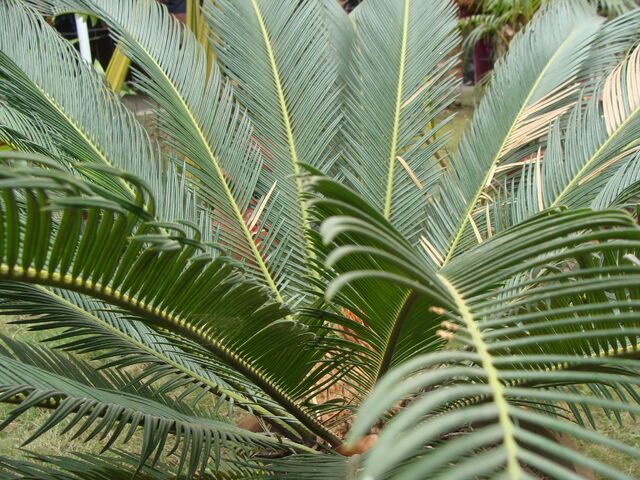 File:DSC03977.jpg