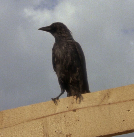 File:SatanRaven.jpg