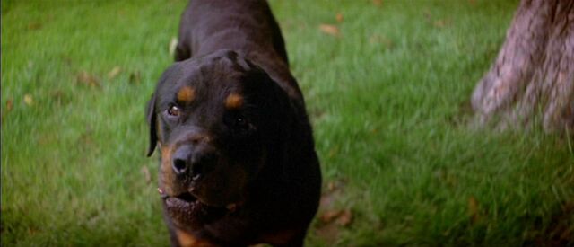 File:Omen3hellhound.jpg
