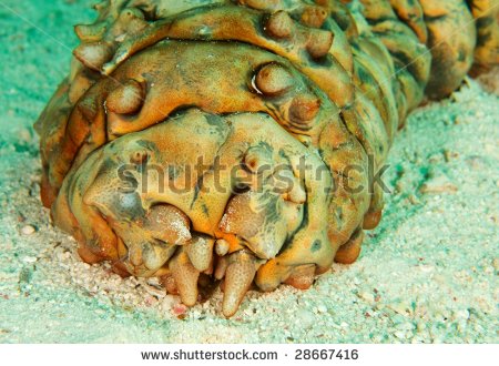 File:Sea-cucumber .jpg