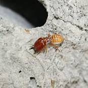 Termite Soldier
