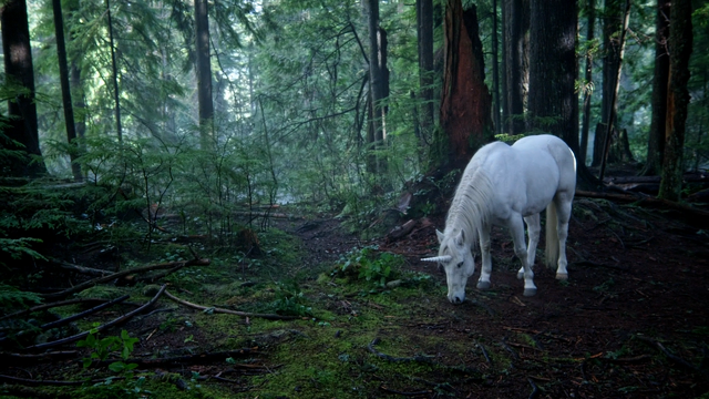 Fichier:4x16 Licorne blanche.png