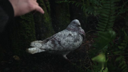 Shot 1x10 Mary Margaret Taube.png