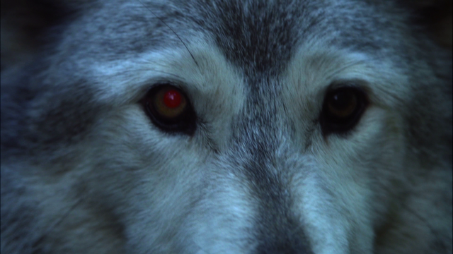 File:107WolfClose-Up.png
