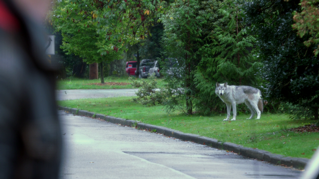 File:107WolfIsBack.png