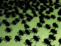 Insectes.jpg