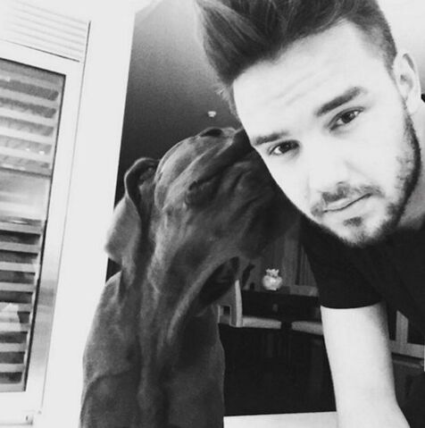 File:Liam-Paynie.jpg