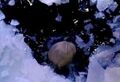 Thumbnail for version as of 19:03, December 31, 2013