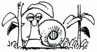 Wild Den Den Mushi
