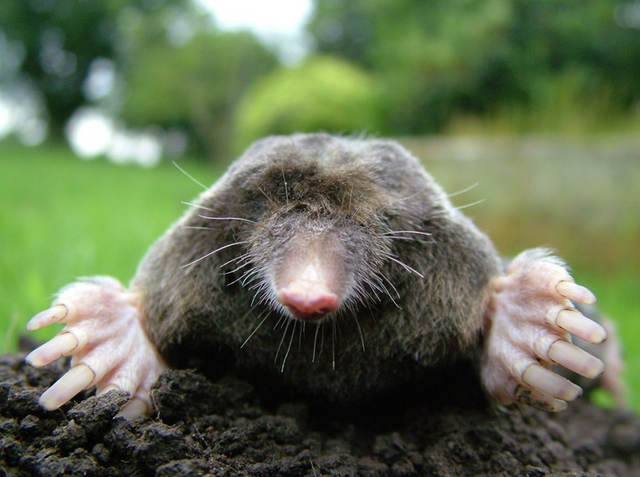 File:Real Life Mole.png