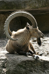 Male Nubian Ibex