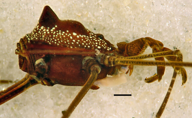 File:Roquettea carajas - MNRJ 2289 - male holotype - lateral.jpg