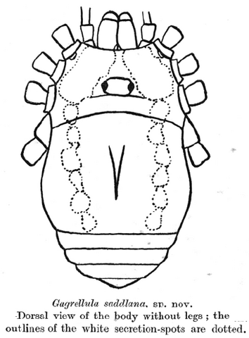 File:Gagrellula saddlana.png