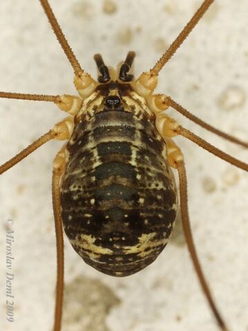 File:Leiobunum rupestre (Herbst, 1799), female.jpg