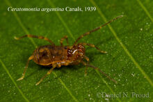 Ceratomontia argentina DSC 3169