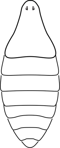 File:Eotrogulus.png