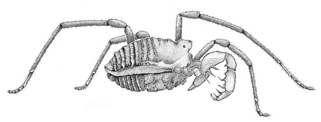 File:Megacina cockerelli.jpg