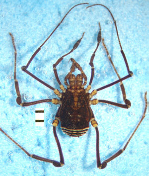 MNRJ 18969 Saramacia annulata TAQUA ma do AUTOMTG