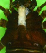 Ovipositor