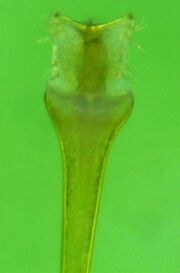 Penis apical