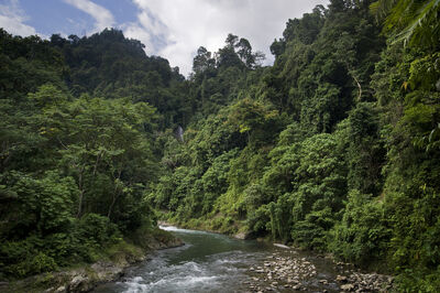 Tropical-rainforests-of-sumatra-2