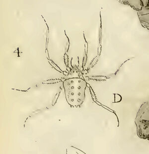 Pages from Cuvier 1795 Le Faucheux a 4–dentelures BHL