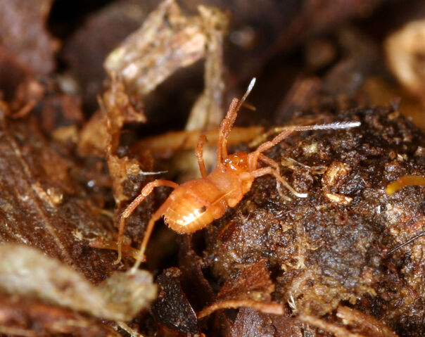 File:Petrobunus by Jaeger.jpg