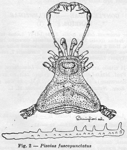 File:Pizaius fuscopunctatus.jpg