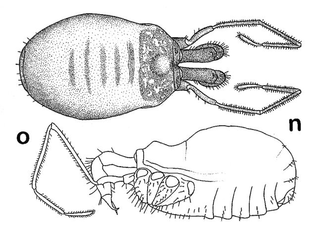 File:Nemaspela abchasica (Lyovushkin & Starobogatov, 1963) by Martens 2006.jpg