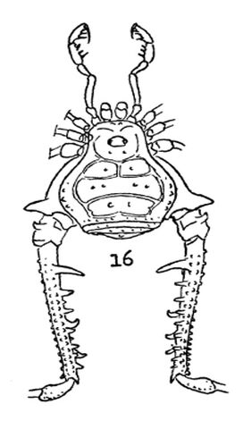 File:Gonyleptes curticornis.jpg
