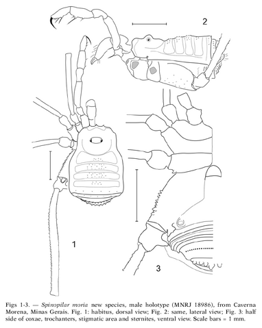 File:Spinopilar moria Kury-Perez-2008.png
