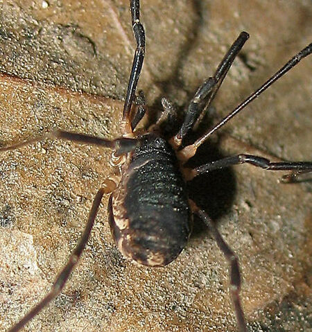 File:Protolophus niger 2.jpg