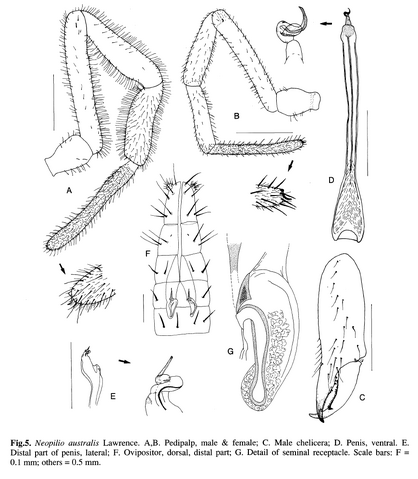 File:Neopilio australis Lawrence-1931.png