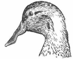 Duck-Rabbit illusion