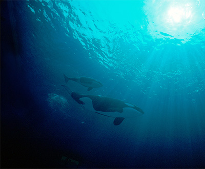 2dd443ad9d0749d2beadc9a4647b2118 pic-sw-killer-whale-diet-09--400x330