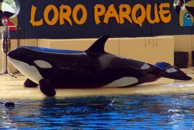 Loroparque5