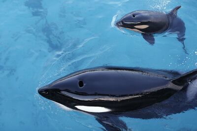 Marineland (5)