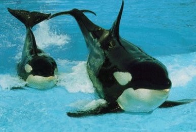 Splashtimezooanimals copy